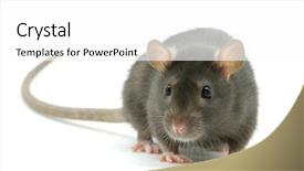  Presentation with white rat - Presentation theme enhanced with funny rat isolated on white background and a white colored foreground