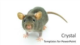 Presentation with white rat - Slide set having funny rat isolated on white background and a white colored foreground