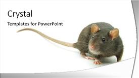  Presentation with white rat - PPT theme featuring funny rat isolated on white background and a white colored foreground
