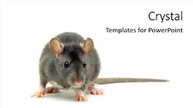  Presentation with white rat - Audience pleasing theme consisting of funny rat isolated on white backdrop and a white colored foreground
