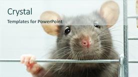  Presentation with white rat - PPT theme consisting of funny rat isolated on white background and a sky blue colored foreground