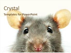 Powerpoint Rats Funny Rat Isolated On White PPT Template | CrystalGraphics #41