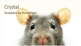  Presentation with rat - PPT theme having funny rat isolated on white background and a cream colored foreground