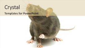  Presentation with white rat - Audience pleasing presentation theme consisting of funny rat isolated on white backdrop and a lemonade colored foreground