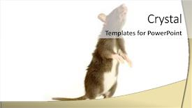  Presentation with white rat - Slides having funny rat isolated on white background and a white colored foreground