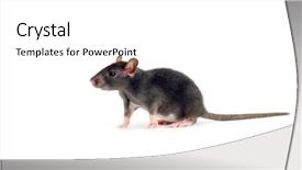  Presentation with rat - Presentation theme having funny rat isolated on white background and a  colored foreground