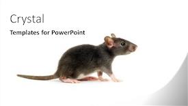  Presentation with rat - 