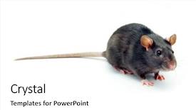  Presentation with white rat - Amazing PPT theme having funny rat isolated on white backdrop and a white colored foreground