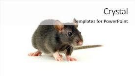  Presentation with rat - PPT theme consisting of funny rat isolated on white background and a white colored foreground