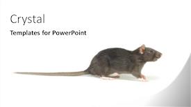  Presentation with rat - 