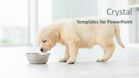  Presentation with bowl - Presentation consisting of funny-retriever-puppy-eating background and a sky blue colored foreground