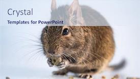  Presentation with rodent - Amazing PPT theme having funny-rodent-degu-eating backdrop and a sky blue colored foreground