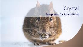  Presentation with rodent - Presentation with funny-rodent-degu-eating background and a sky blue colored foreground
