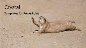  Presentation with rodent - Cool new PPT layouts with funny rodent rising his paw backdrop and a coral colored foreground
