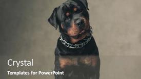  Presentation with deutsche deutsch rottweiler guard dog - PPT theme having funny-rottweiler-dog-with-collar background and a gray colored foreground