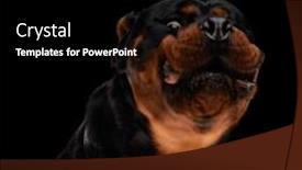  Presentation with rottweiler puppy - PPT theme with funny-rottweiler-puppy-being-hungry background and a black colored foreground