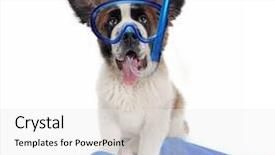  Presentation with cute christmas pug puppy dog - Slide deck with funny saint bernard puppy dog background and a  colored foreground