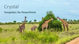  Presentation with jeep - Amazing slide set having funny-scene-small-herd backdrop and a sky blue colored foreground