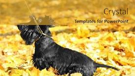  Presentation with scotch - Theme enhanced with funny scotch terrier in beautiful autumn park on sunny day background and a gold colored foreground