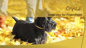  Presentation with scotch - Amazing PPT layouts having funny scotch terrier with owner in beautiful autumn park on sunny day backdrop and a yellow colored foreground