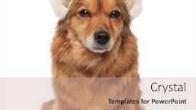  Presentation with brown bear - Slide set enhanced with funny-seated-brown-dog background and a mint green colored foreground