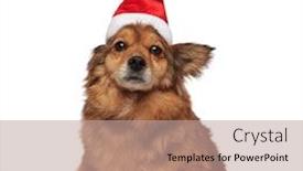  Presentation with dog christmas - Presentation theme featuring funny seated brown dog with christmas hat covering one ear sits on white background while looking to side background and a coral colored foreground