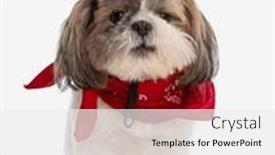  Presentation with sheriff - Presentation design featuring funny-shih-tzu-dog background and a white colored foreground
