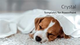  Presentation with white sheet - Presentation theme with funny-small-puppy-jack-russell and a lemonade colored foreground