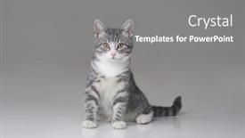  Presentation with kitten - Presentation theme having funny-small-tabby-gray-kitten background and a  colored foreground