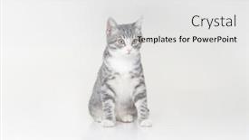  Presentation with kitten - Presentation having funny-small-tabby-gray-kitten background and a  colored foreground