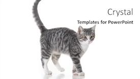  Presentation with kitten - PPT theme featuring funny-small-tabby-gray-kitten background and a  colored foreground