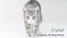  Presentation with kitten - PPT theme consisting of funny-small-tabby-gray-kitten background and a  colored foreground