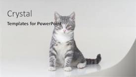  Presentation with kitten - PPT theme consisting of funny-small-tabby-gray-kitten background and a  colored foreground