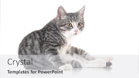  Presentation with kitten - Presentation theme enhanced with funny-small-tabby-gray-kitten background and a  colored foreground
