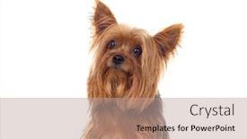  Presentation with funny - Cool new slides with funny-small-yorkshire-dog-isolated backdrop and a coral colored foreground