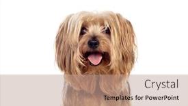  Presentation with blank whiteboard isolated on white - PPT layouts with funny-small-yorkshire-dog-isolated background and a coral colored foreground