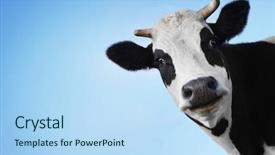  Presentation with cow - Cool new theme with funny smiling black and white backdrop and a light blue colored foreground
