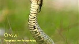  Presentation with funny - Audience pleasing slide set consisting of funny-snake-natrix-natrix backdrop and a tawny brown colored foreground
