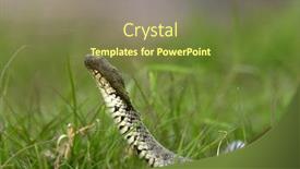  Presentation with funny - PPT layouts featuring funny-snake-natrix-natrix background and a tawny brown colored foreground