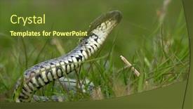  Presentation with funny - Beautiful theme featuring funny-snake-natrix-natrix backdrop and a tawny brown colored foreground