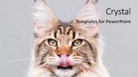  Presentation with young grey maine coon cat - PPT layouts enhanced with funny striped kitty licking nose background and a light gray colored foreground