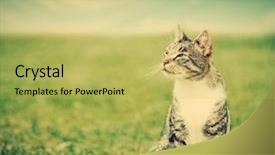  Presentation with abstract spring green - Slide deck enhanced with funny summer - cute cat sitting on green background and a yellow colored foreground