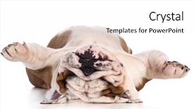  Presentation with sleeping - PPT layouts consisting of funny train - dog sleeping upside down isolated background and a  colored foreground