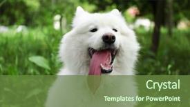  Presentation with dog park - Colorful PPT layouts enhanced with funny train - fluffy samoyed dog in green backdrop and a tawny brown colored foreground