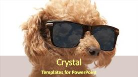  Presentation with poodle - Cool new presentation design with funny train - red toy poodle backdrop and a  colored foreground