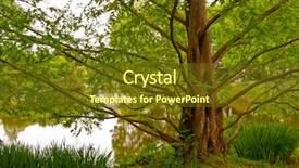  Presentation with vancouver - PPT theme enhanced with funny-tree-at-charleson-park background and a tawny brown colored foreground