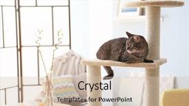  Presentation with tree - Beautiful theme featuring funny trees - cute cat sitting on tree backdrop and a soft green colored foreground