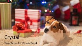  Presentation with christmas candles - Theme consisting of funny trees - dog jack russel background and a coral colored foreground