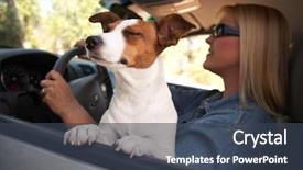  Presentation with dog park animal jack - PPT layouts enhanced with jack russell terrier dog enjoying background and a tawny brown colored foreground