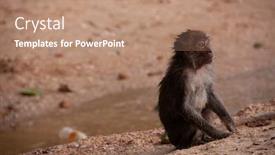  Presentation with monkey - Colorful PPT theme enhanced with funny wet macaque monkey sitting by the water on the sand beach wildlife nature scene backdrop and a coral colored foreground